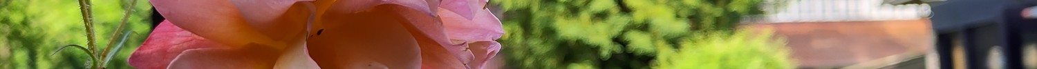 Das Foto zeigt eine Rosenblüte, im Hintergrund, unscharf, das Jugendhof-Gelände.